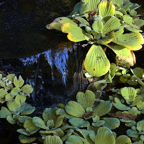 Water Plants