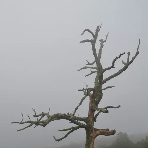 Dead Tree 2
