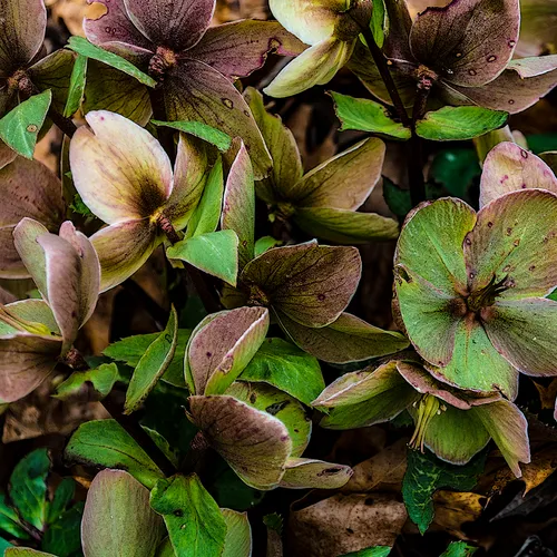 lentinRose 4