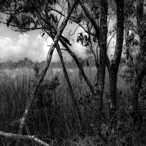 Cedarkey 4 B&W
