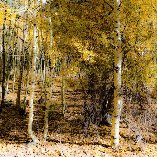 Yosemite Along Tioga