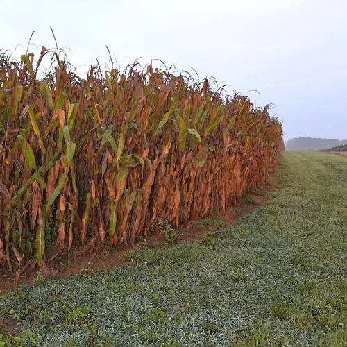 Cauble Creek Corn Field