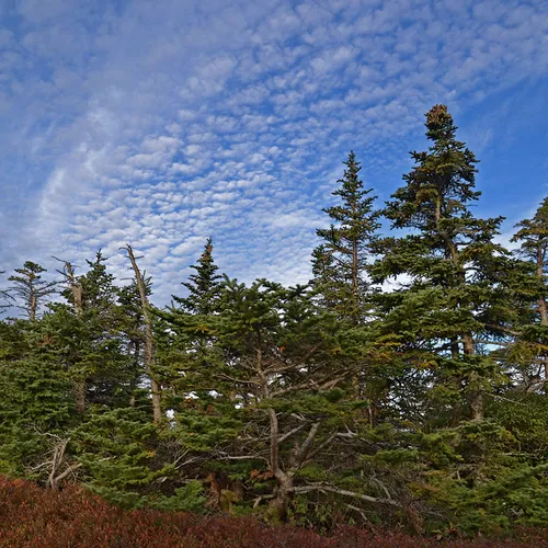 Acadia Trees Fall 1-5
