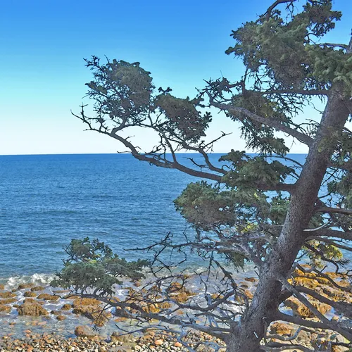 Acadia Shore Fall 1-22