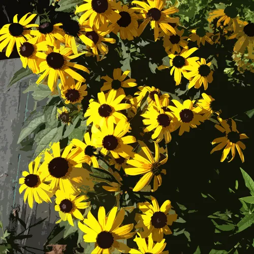 Black Eyed Susan 2