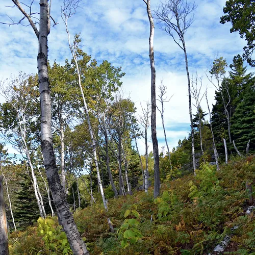 Acadia Trees Fall 1-19
