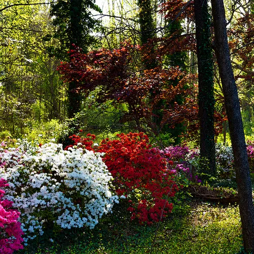 Azaleas 2