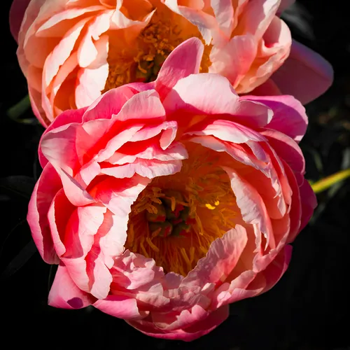Peony 2