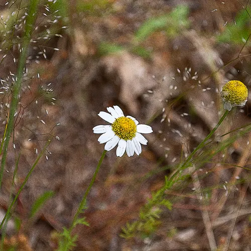 Whitedaisy 1