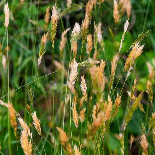 Grassweed 1