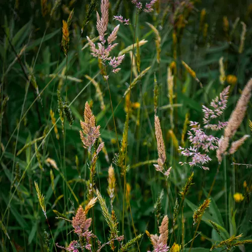 Grassweed 2