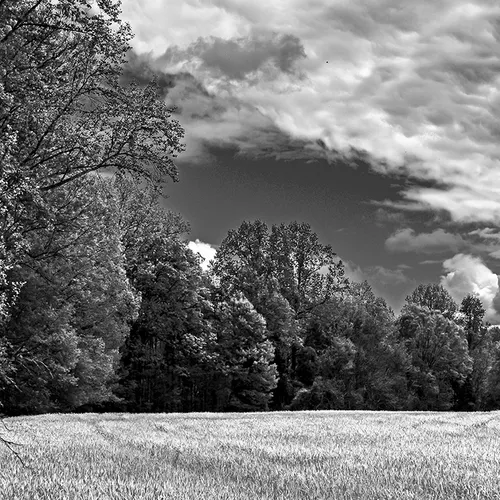 Caublecreekfield 1 B&W