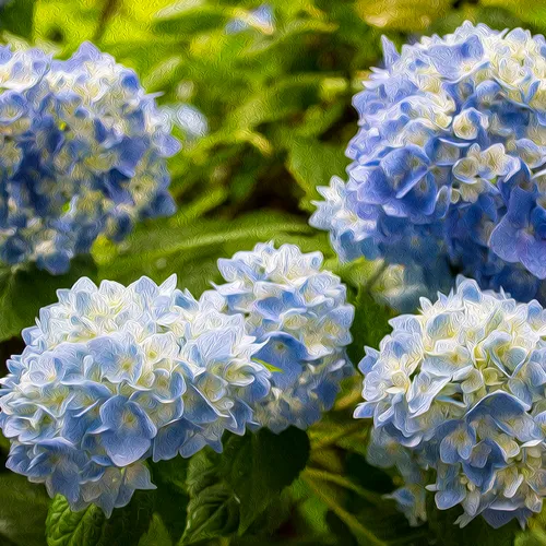 Bluehydrangeaspaint