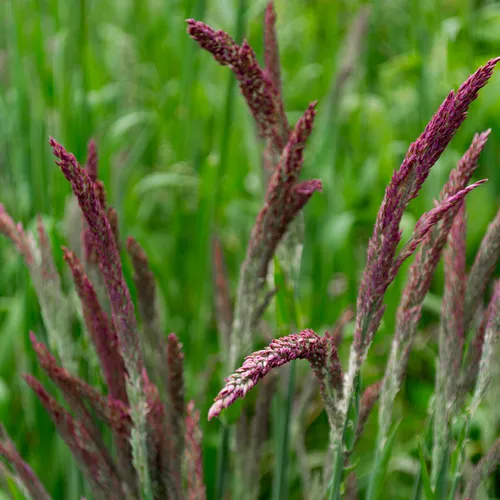Purplegrass 1
