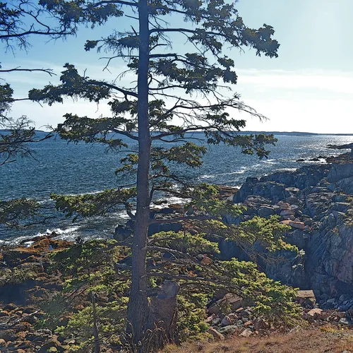 Acadia Shore Fall 1-23