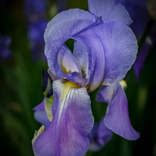 Iris 2 2018