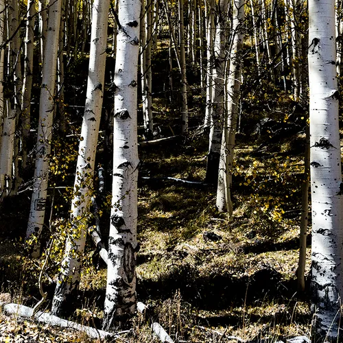 Dixienationalforest 6