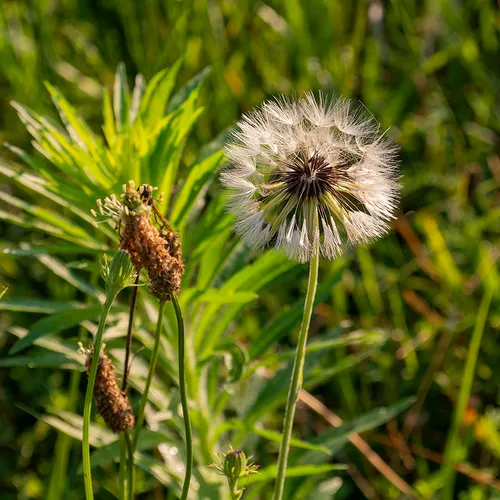 Dandelion 1