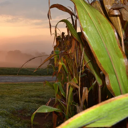 Cauble Creek Corn Field 2