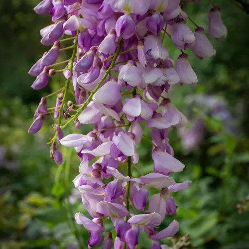 Wisteria 4