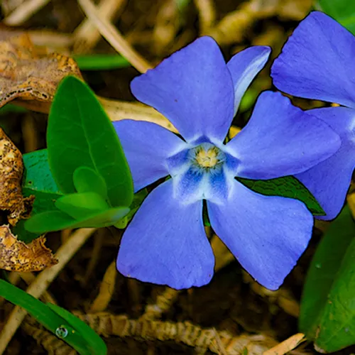 Blueflower 1