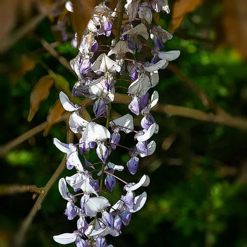 Wisteria 1