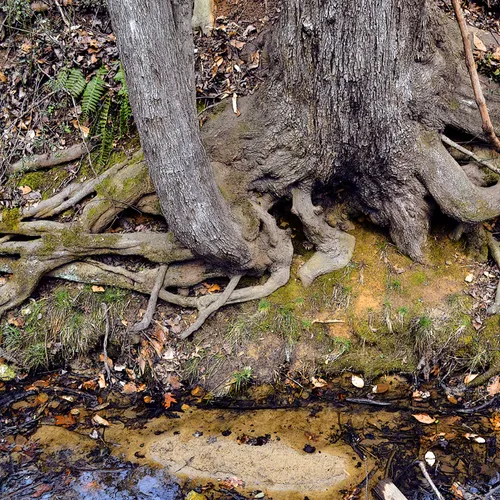 Tree Roots