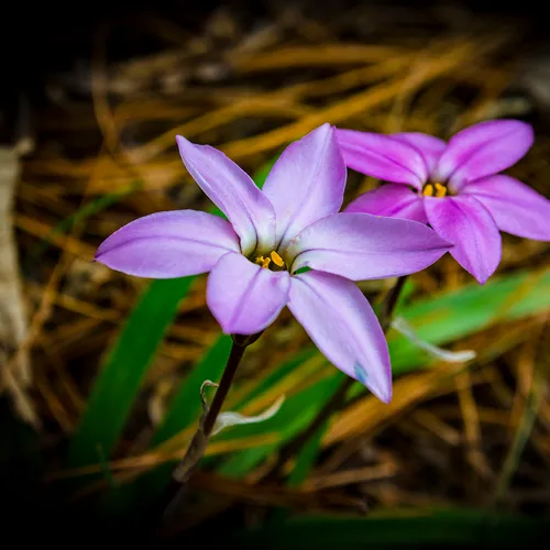 Purple Flowers