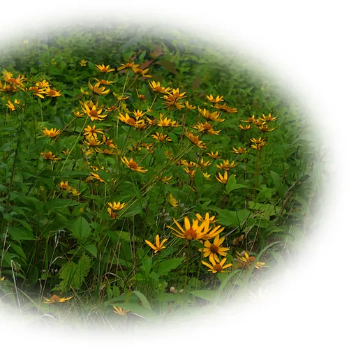 Blackeyed Susan Round