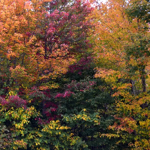 Fall Color 1