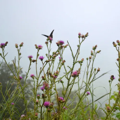Purple And Butterfly