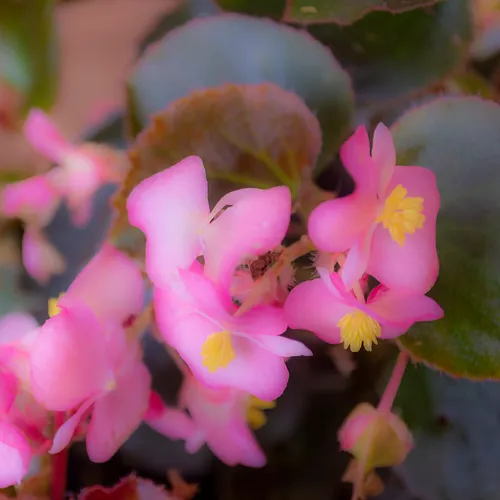 Begonia 1