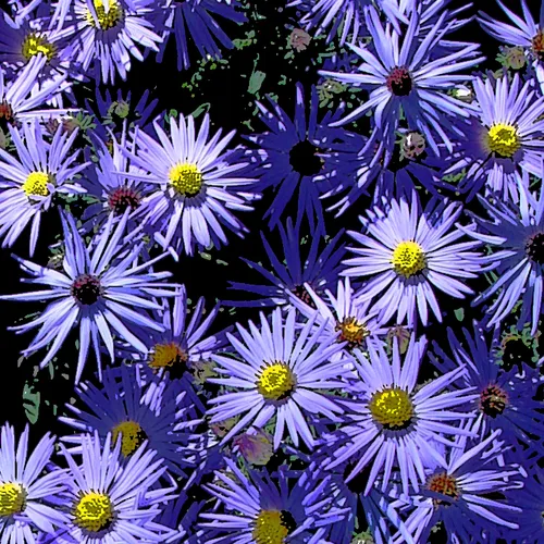 Purple Chrysanthamums
