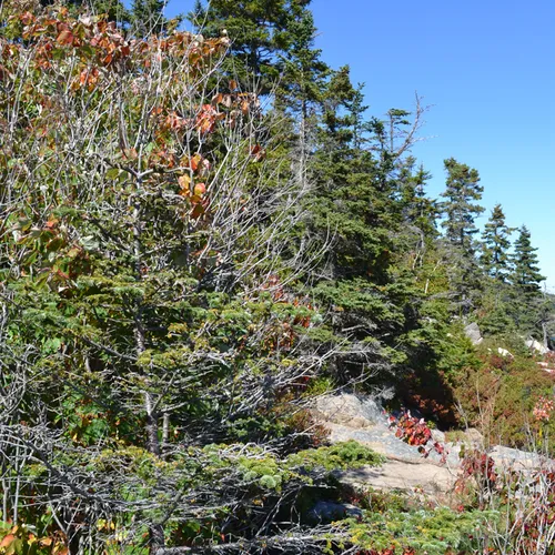 Acadia Trees Fall 1-1
