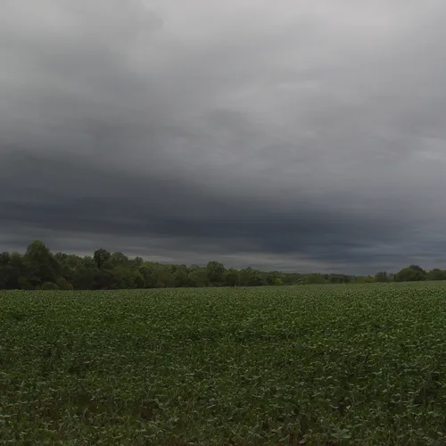 Landscape Backyard 2