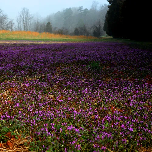 Purple Field 2