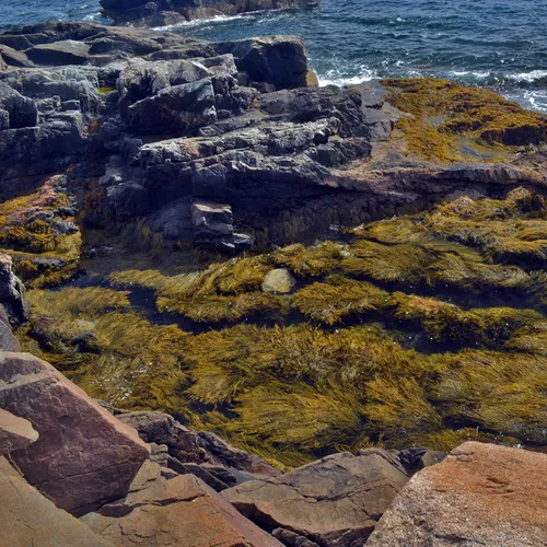 Acadia Rocks 1