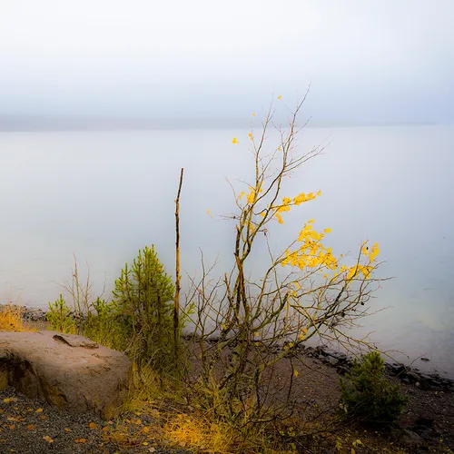 Yellowstone Fall Morn