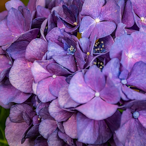 Hydrangeas 2