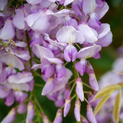 Wisteria 3