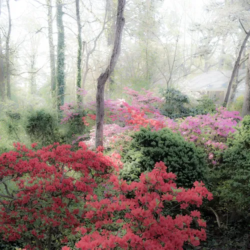 Azaleas 5
