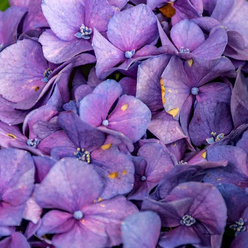 Purplehydrangea 1