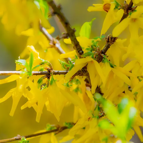 Forsythia 1