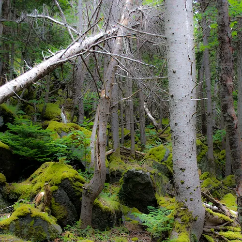 Newfoundlandwestcoast 13