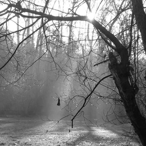 Backyard Fog B&W